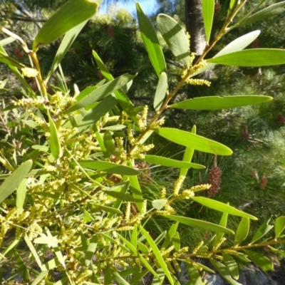 Acacia longifolia subsp. longifolia (sallow or Sydney golden wattle) at Isaacs, ACT - 29 Aug 2015 by Mike