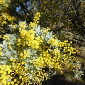 Acacia baileyana at Isaacs, ACT - 29 Aug 2015 03:12 PM