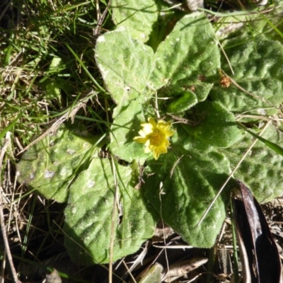 Cymbonotus sp. (preissianus or lawsonianus) (Bears Ears) at Isaacs, ACT - 29 Aug 2015 by Mike