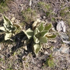 Verbascum thapsus subsp. thapsus (Great Mullein, Aaron's Rod) at Isaacs, ACT - 29 Aug 2015 by Mike