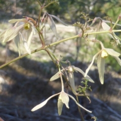Clematis leptophylla (Small-leaf Clematis, Old Man's Beard) at Isaacs, ACT - 31 Aug 2015 by Mike