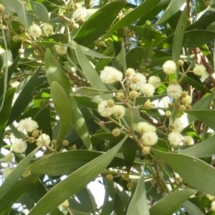 Acacia melanoxylon (Blackwood) at Isaacs, ACT - 31 Aug 2015 by Mike