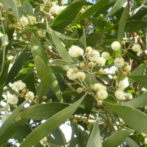 Acacia melanoxylon at Isaacs, ACT - 31 Aug 2015