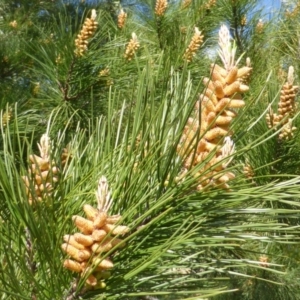 Pinus radiata at Isaacs, ACT - 31 Aug 2015