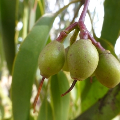 Amyema miquelii (Box Mistletoe) at Hackett, ACT - 2 Sep 2015 by FranM