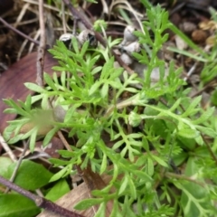 Cotula australis (Common Cotula, Carrot Weed) at Mount Majura - 2 Sep 2015 by FranM