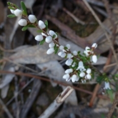 Cryptandra amara (Bitter Cryptandra) at Mount Majura - 2 Sep 2015 by FranM