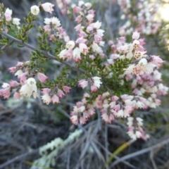 Cryptandra sp. Floriferous (W.R.Barker 4131) W.R.Barker at Hackett, ACT - 2 Sep 2015