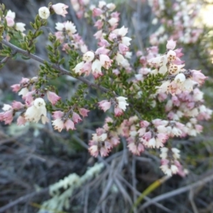 Cryptandra sp. Floriferous (W.R.Barker 4131) W.R.Barker at Hackett, ACT - 2 Sep 2015 01:57 PM