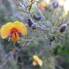 Dillwynia sp. Yetholme (P.C.Jobson 5080) NSW Herbarium at Mount Majura - 2 Sep 2015 by FranM