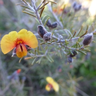Dillwynia sp. Yetholme (P.C.Jobson 5080) NSW Herbarium at Mount Majura - 2 Sep 2015 by FranM