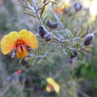 Dillwynia sp. Yetholme (P.C.Jobson 5080) NSW Herbarium at Hackett, ACT - 2 Sep 2015 by FranM