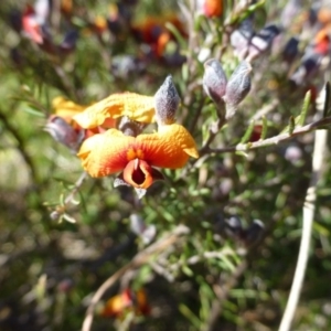 Dillwynia sp. Yetholme (P.C.Jobson 5080) NSW Herbarium at Hackett, ACT - 2 Sep 2015