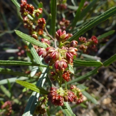 Dodonaea viscosa subsp. angustissima (Hop Bush) at Mount Majura - 2 Sep 2015 by FranM
