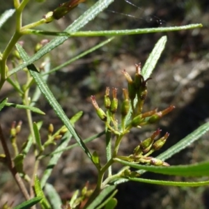 Dodonaea viscosa subsp. angustissima at Hackett, ACT - 2 Sep 2015 12:08 PM