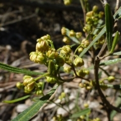 Dodonaea viscosa subsp. angustissima at Hackett, ACT - 2 Sep 2015 12:08 PM