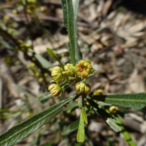 Dodonaea viscosa subsp. angustissima at Hackett, ACT - 2 Sep 2015 12:08 PM