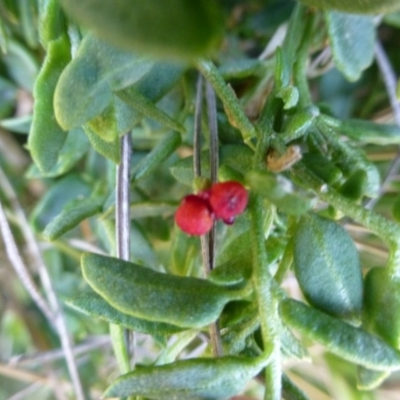 Einadia hastata (Berry Saltbush) at Hackett, ACT - 2 Sep 2015 by FranM