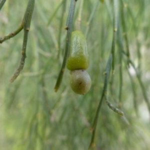 Exocarpos cupressiformis at Hackett, ACT - 2 Sep 2015 10:17 AM