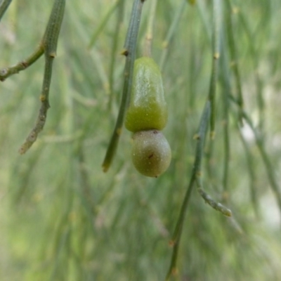 Exocarpos cupressiformis (Cherry Ballart) at Hackett, ACT - 2 Sep 2015 by FranM