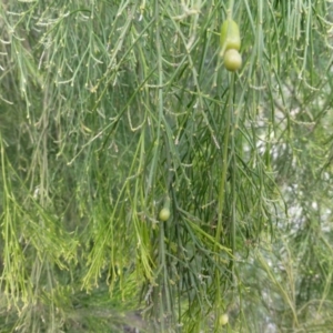 Exocarpos cupressiformis at Hackett, ACT - 2 Sep 2015