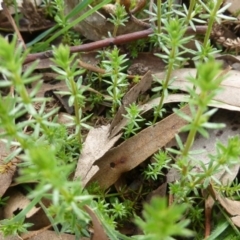 Galium sp. at Hackett, ACT - 2 Sep 2015