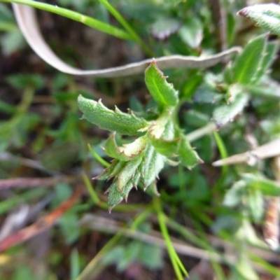 Gonocarpus tetragynus (Common Raspwort) at Mount Majura - 2 Sep 2015 by FranM