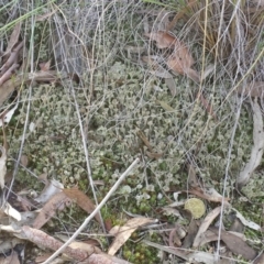 Cladonia sp. (genus) (Cup Lichen) at Acton, ACT - 4 Jul 2015 by MattM