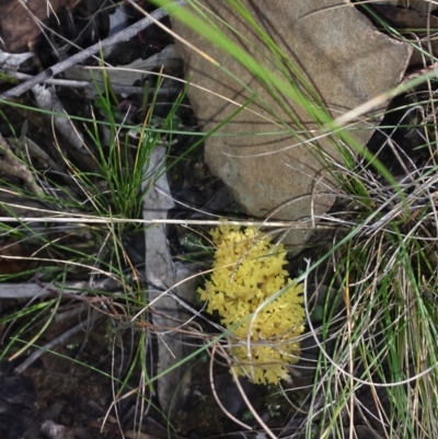 Unverified at ANBG South Annex - 30 Jul 2015 by MattM