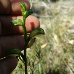 Bunochilus umbrinus (Broad-sepaled Leafy Greenhood) at Rob Roy Range - 5 Sep 2015 by LukeMcElhinney