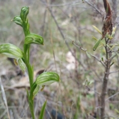 Bunochilus umbrinus (ACT) = Pterostylis umbrina (NSW) at suppressed - suppressed