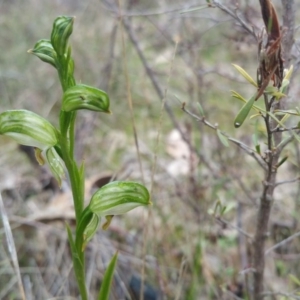 Bunochilus umbrinus (ACT) = Pterostylis umbrina (NSW) at suppressed - suppressed