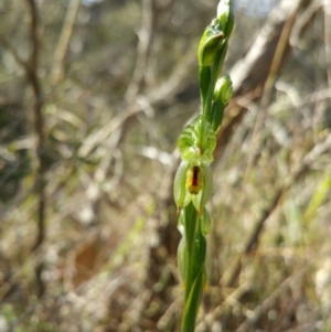 Bunochilus umbrinus (ACT) = Pterostylis umbrina (NSW) at suppressed - suppressed