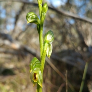 Bunochilus umbrinus at suppressed - 5 Sep 2015