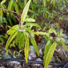 Olearia lirata (Snowy Daisybush) at Tuggeranong DC, ACT - 3 Sep 2015 by LukeMcElhinney