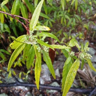 Olearia lirata (Snowy Daisybush) at Tuggeranong DC, ACT - 3 Sep 2015 by LukeMcElhinney