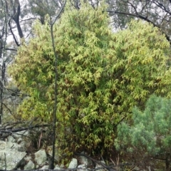 Olearia lirata at Tuggeranong DC, ACT - 3 Sep 2015