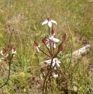 Burchardia umbellata at Uriarra Village, ACT - 4 Sep 2015 04:18 PM