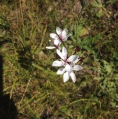 Burchardia umbellata at Uriarra Village, ACT - 4 Sep 2015 04:18 PM