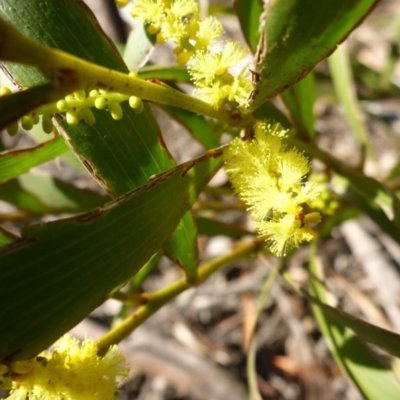 Acacia longifolia subsp. longifolia (sallow or Sydney golden wattle) at Bruce, ACT - 29 Aug 2015 by JanetRussell