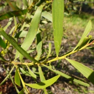 Acacia longifolia subsp. longifolia at Bruce, ACT - 29 Aug 2015 02:49 PM