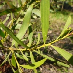 Acacia longifolia subsp. longifolia at Bruce, ACT - 29 Aug 2015