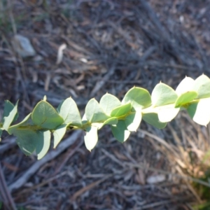 Acacia cultriformis at Bruce, ACT - 29 Aug 2015