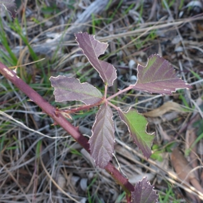 Rubus fruticosus species aggregate (Blackberry) at Bruce, ACT - 29 Aug 2015 by JanetRussell
