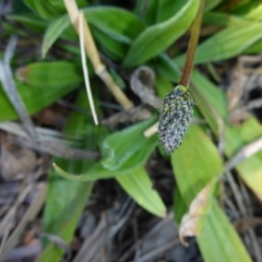 Plantago lanceolata (Ribwort Plantain, Lamb's Tongues) at Bruce, ACT - 29 Aug 2015 by JanetRussell