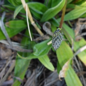 Plantago lanceolata at Bruce, ACT - 29 Aug 2015