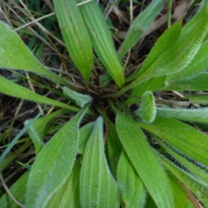 Plantago lanceolata at Bruce, ACT - 29 Aug 2015