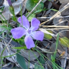 Vinca major at Bruce, ACT - 29 Aug 2015 03:30 PM