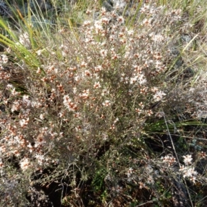 Cryptandra speciosa subsp. speciosa at Hawker, ACT - 4 Sep 2015