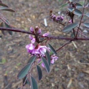 Indigofera australis subsp. australis at Molonglo Valley, ACT - 3 Sep 2015